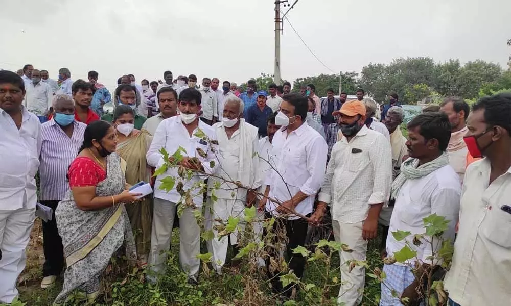 Gurazala MLA Kasu Mahesh Reddy along with officials visiting flood-affected agriculture fields in Ramapuram village in Dachepalli mandal in Guntur district on Thursday