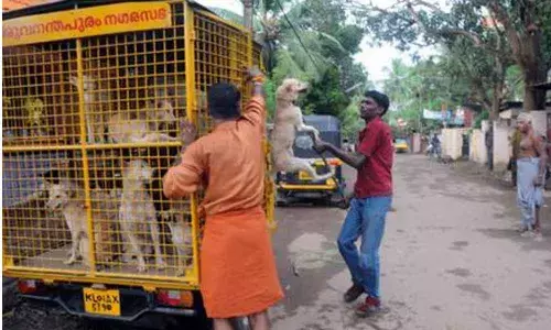 Stray dog bites 13 persons ( File Photo)