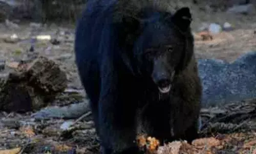 Telangana: Farmer hurt in bear attack in Medak