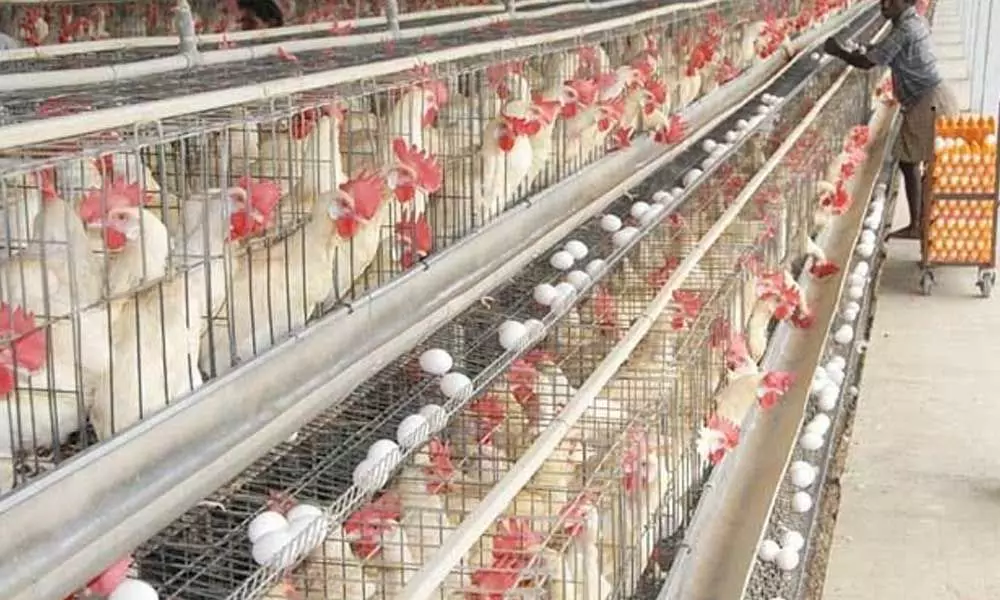 Poultry farmers’ distress pulls down egg production