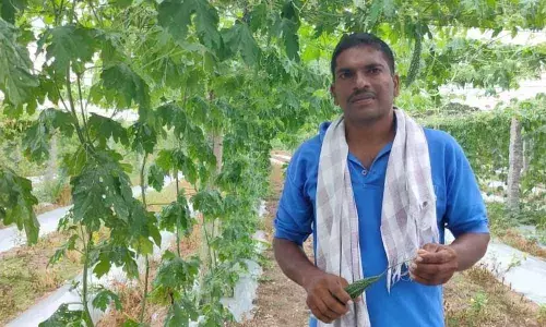 Reaping rich from horticulture (Farmer Koteshwara Rao)