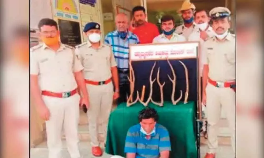 Man held for selling deer horns, elephant tusk