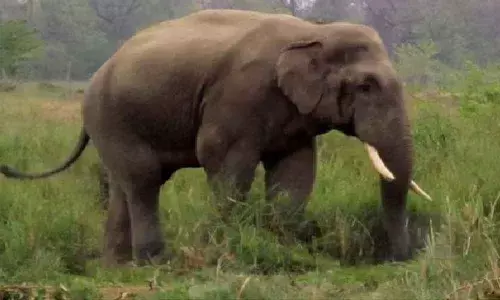 Two tuskers die of electrocution in Bannerghatta Park