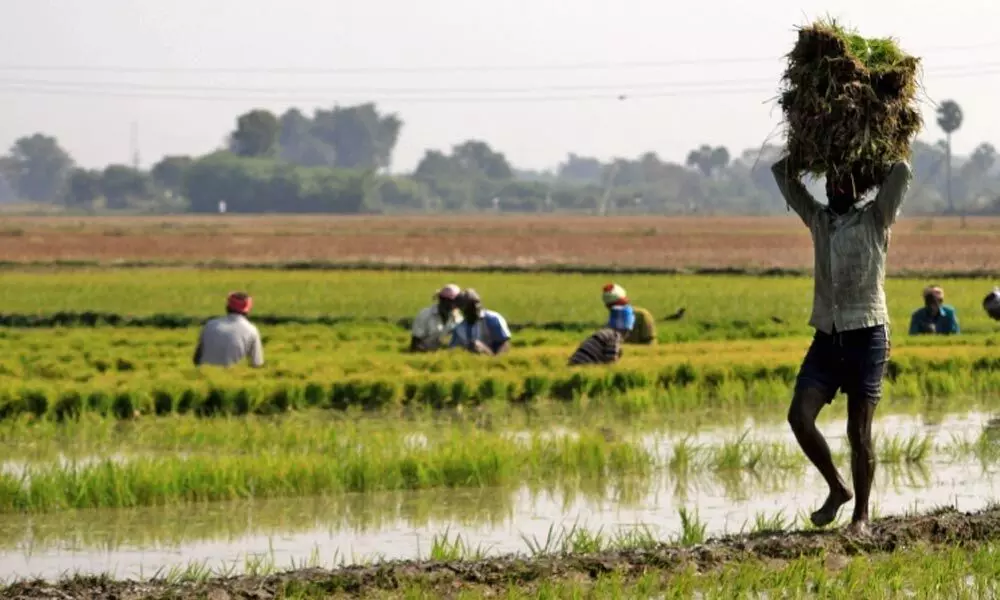 1.68 lakh farmers get crop compensation