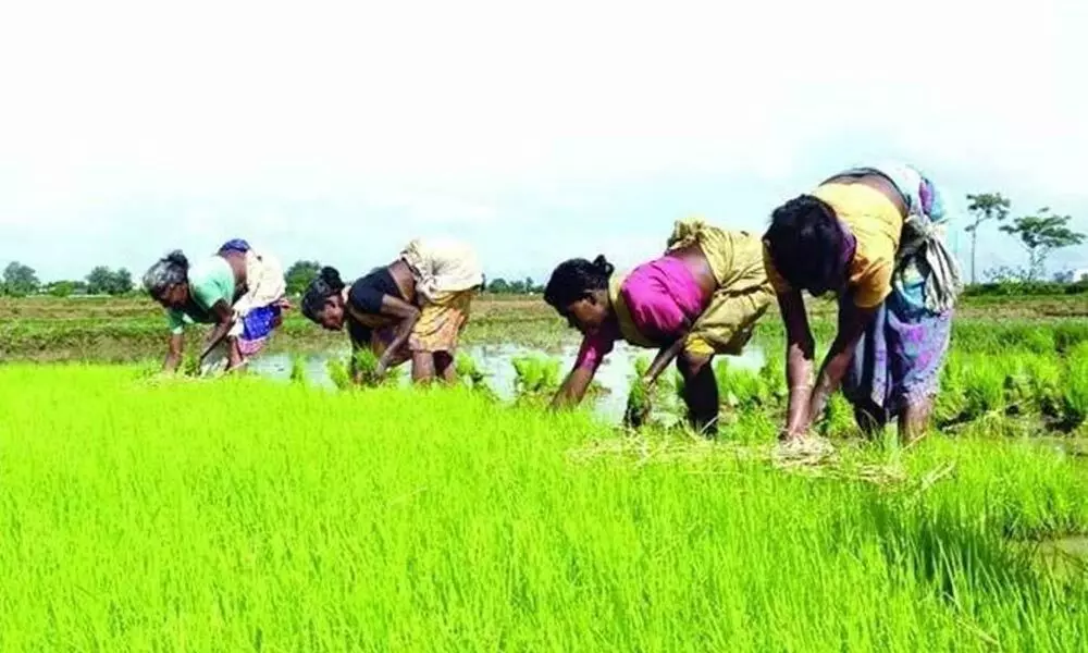 Telangana Government to buy paddy, cotton grown in Kharif