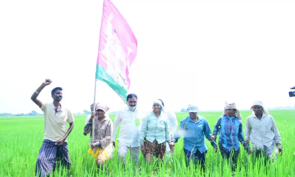 Panchayat Raj Minister E Dayakar Rao along with the farmers with TRS flag in the fields in Ellanda village on Tuesday