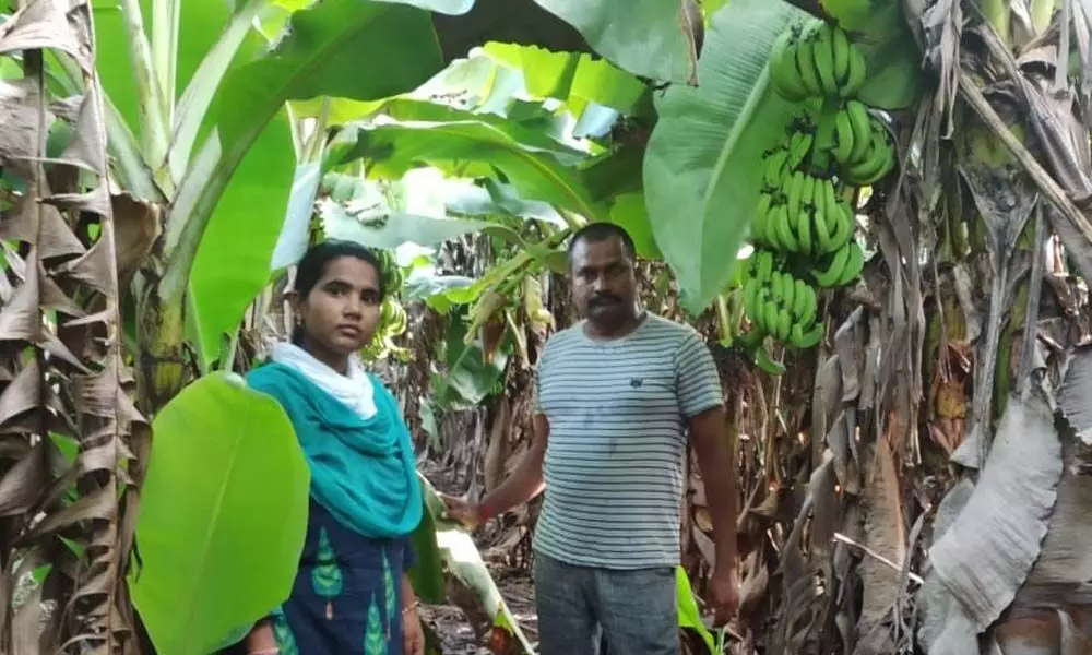 Farmer Mula Srinivas in his banana plantation in Bogampadu village