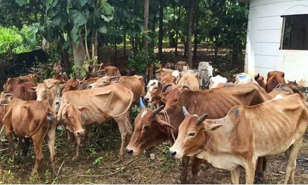 Cops book case against illegal transport of cows