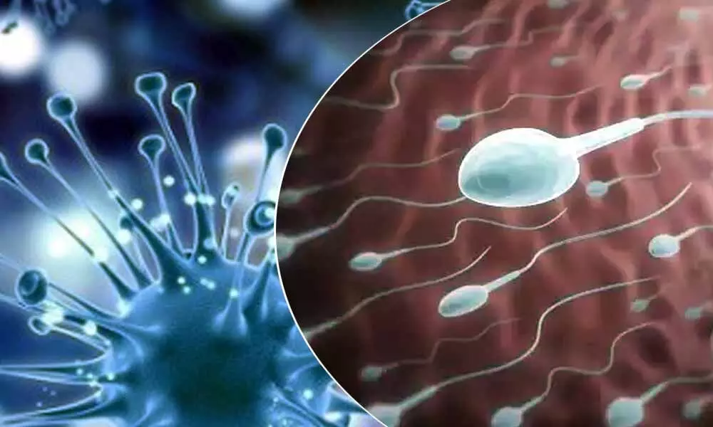 Covid-19 Causes Male Infertility Harming Testicular Cells: Study Claims