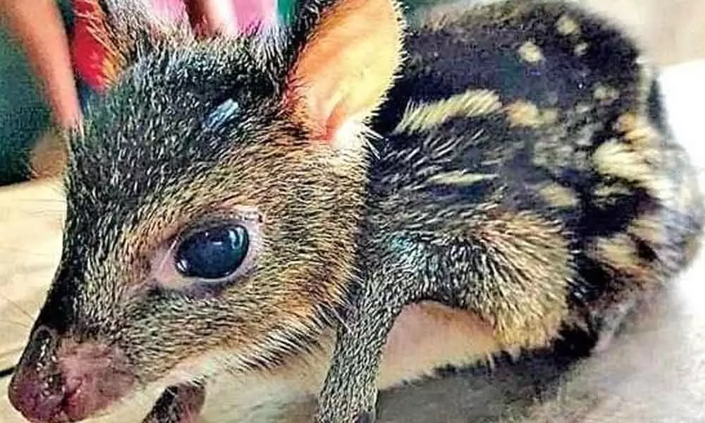 Rare mouse deer that was spotted in Kommepalli forest near Sathupalli on Wednesday