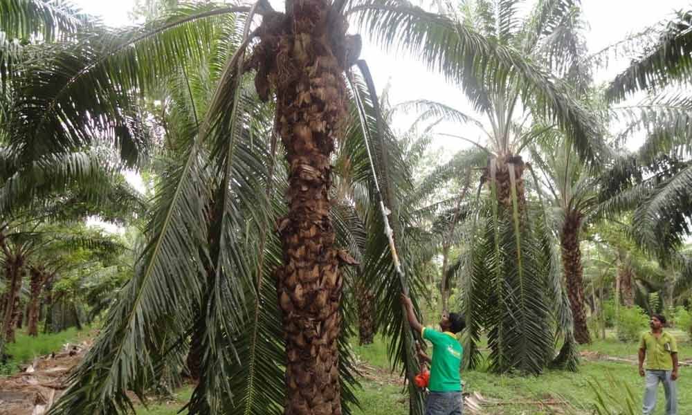 Oil palm getting popular in coastal districts