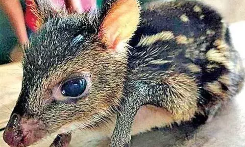 Rare mouse deer that was spotted in Kommepalli forest near Sathupalli on Wednesday