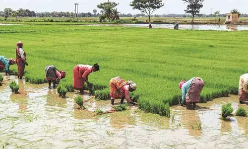 Kharif marketing season 2020-21 begins from September 26: Government
