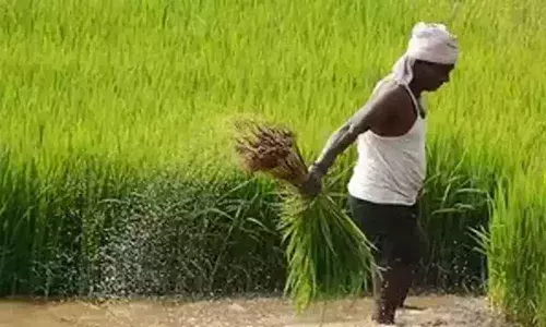 Centre allots 6,500 crore for agriculture sector