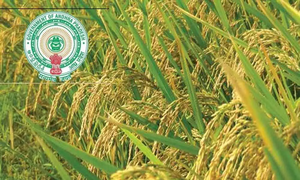 Andhra Pradesh: Govt. issues order to implement free insurance for Kharif crops