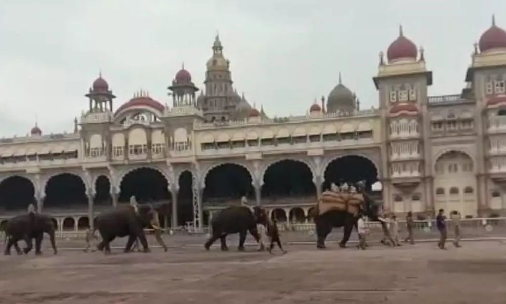 Vikrama carrying weight at Mysuru Palace on Friday