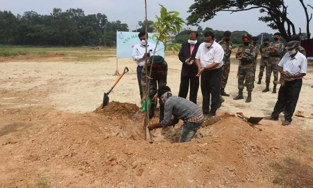 MEG & Centre to plant 2,500 saplings