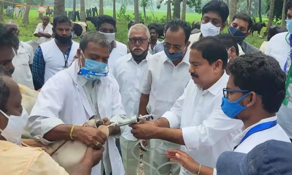 Minister Pinipe Viswaroop administering medicine to cattle
