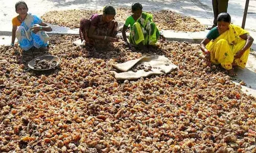 Tribal women collecting gum