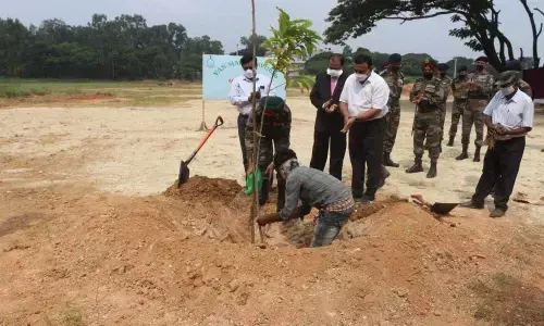 MEG & Centre to plant 2,500 saplings