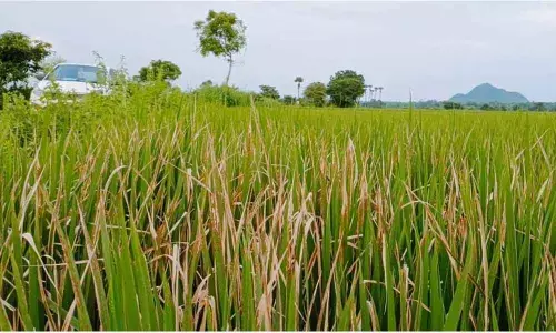 Paddy farmers worry over ‘Endu Tegulu’