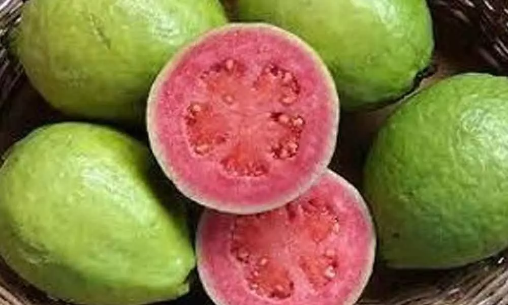 Farmers bite into Taiwan guava with relish