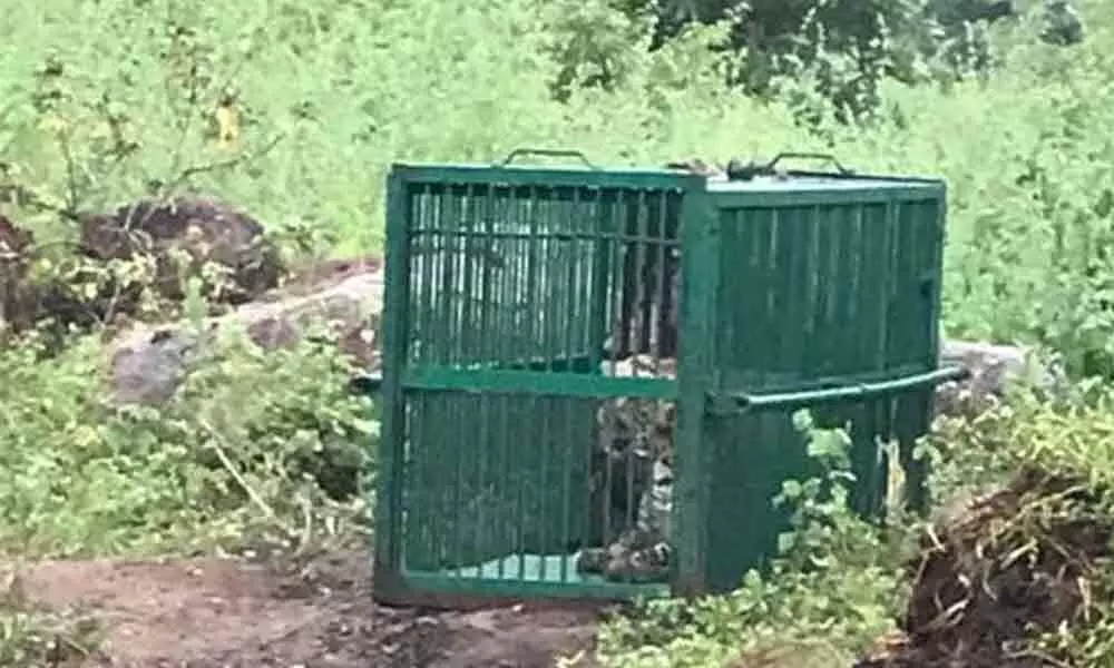 Hyderabad: Forest officials capture leopard in Rajendranagar