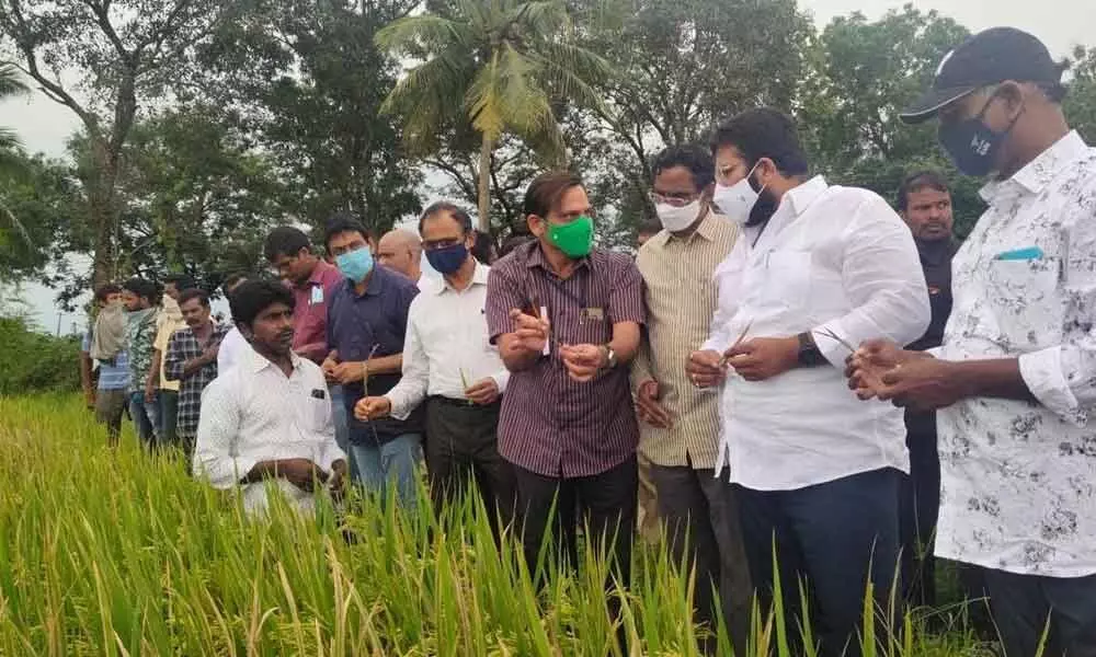 Rajanagaram MLA Jakkampudi Raja along with officials inspecting damaged crop in Rapaka village on Monday