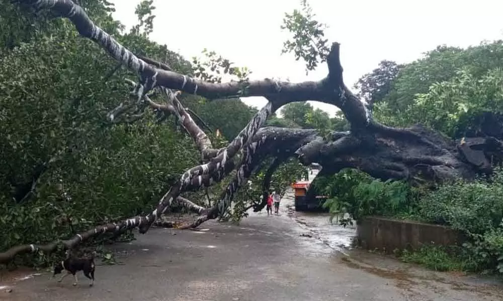 One of the oldest banyan trees near Mudasaralova Park uprooted due to heavy rains in Visakhapatnam