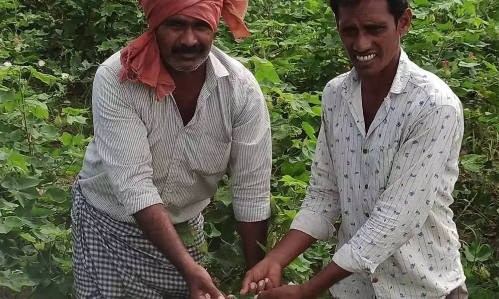 Damaged cotton seeds