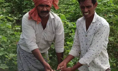 Damaged cotton seeds