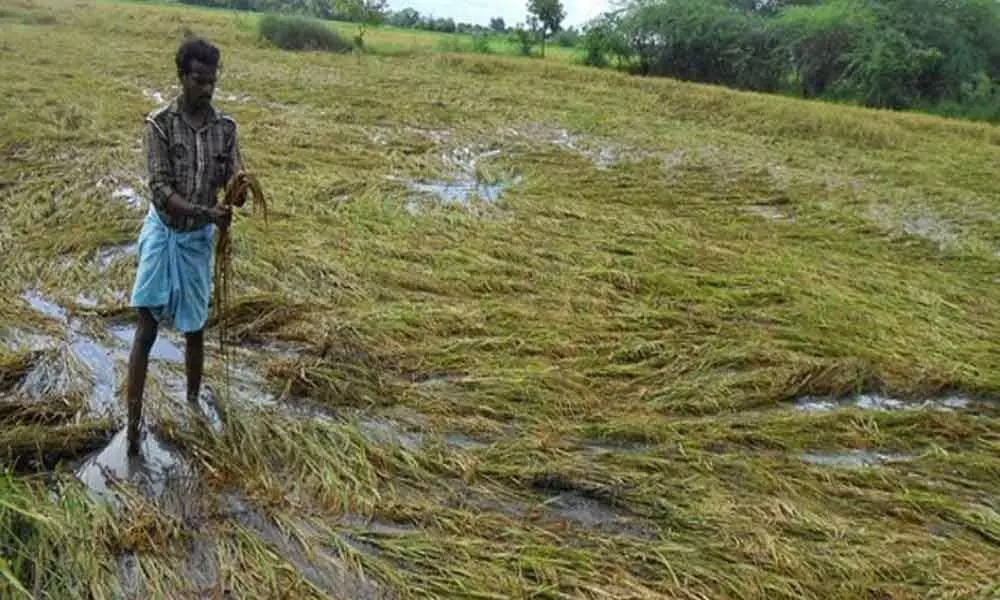 Rain causes Rs 225 crore loss in Nellore