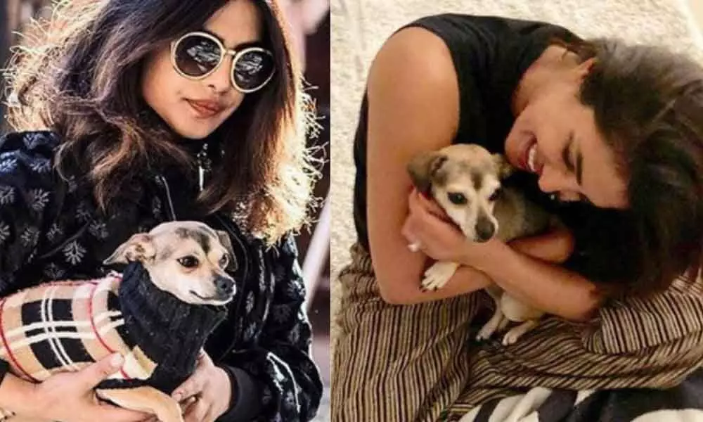 Priyanka Chopra Terms Her Pet ‘Diana’ As Favourite Co-Worker