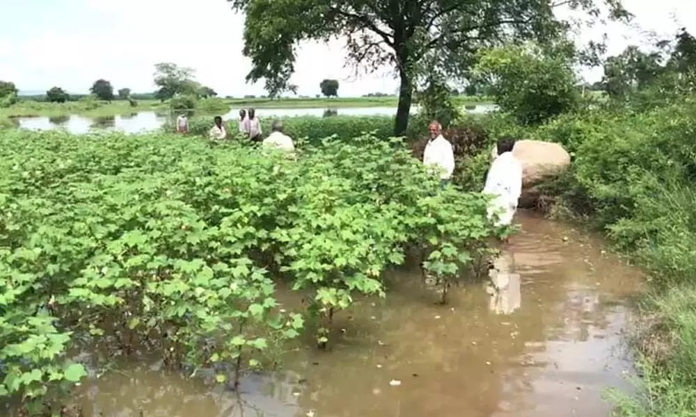 Floodwater inundates cotton fields in Krosuru mandal of Guntur district on Thursday.