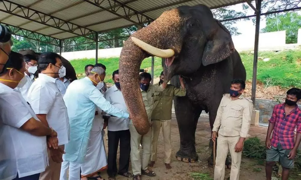 Dasara veteran elephant Abhimanyu