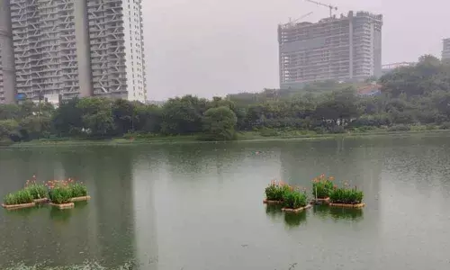 Avenue plantation taken up under HH-VI phase