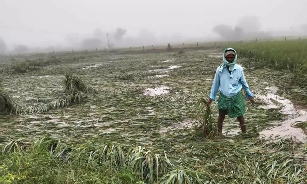 Officials inspect damaged crops, properties in Kadapa