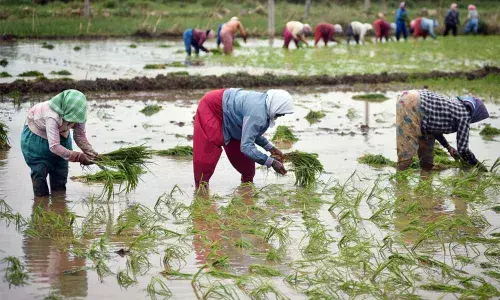 438 paddy procurement centres to be set up by Dasara