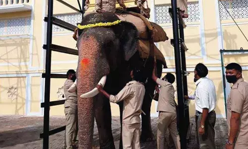 Abhimanyu carrying wooden howdah during training on Sunday morning