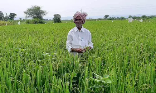 Chilakala Ankireddy in his 70-cent paddy farm on Sunday
