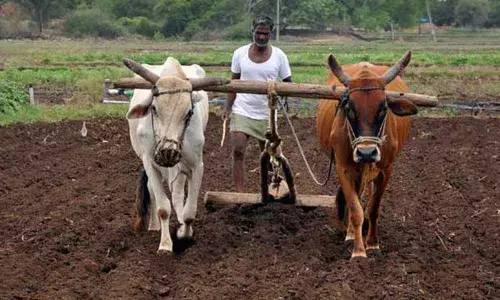 6.5 lakh quintal seeds ready for distribution for Yasangi