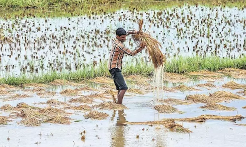 1.68 lakh farmers get crop compensation