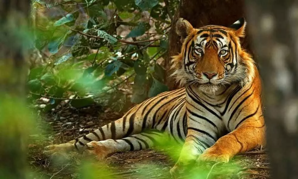 Dudhwa Tiger Reserve to reopen from November 1