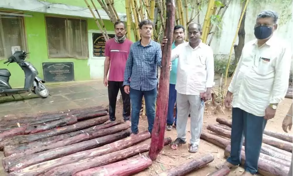 Police seize 20 red sanders logs from woodcutters in Chittoor district on Friday