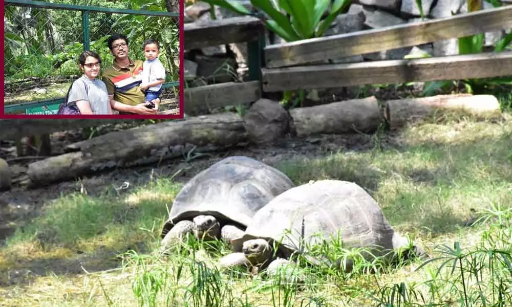 4-yr-old adopts tortoise at zoo
