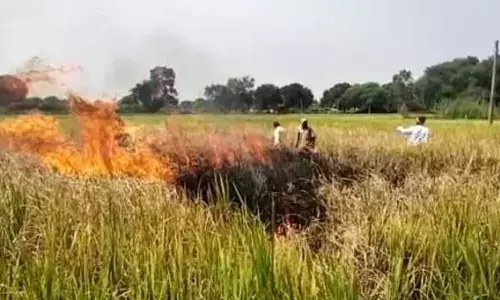 Farmers burning paddy crops