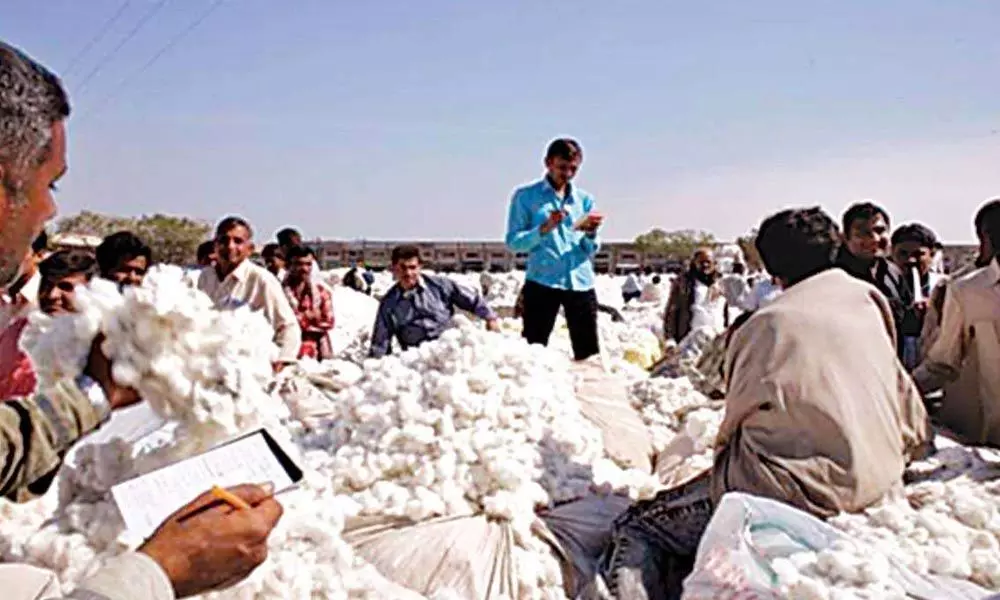 Telangana Cotton farmers worry as prices drop to 300 per quintal