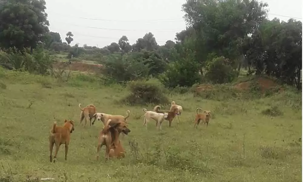 Villagers worried over spike in dog bite cases