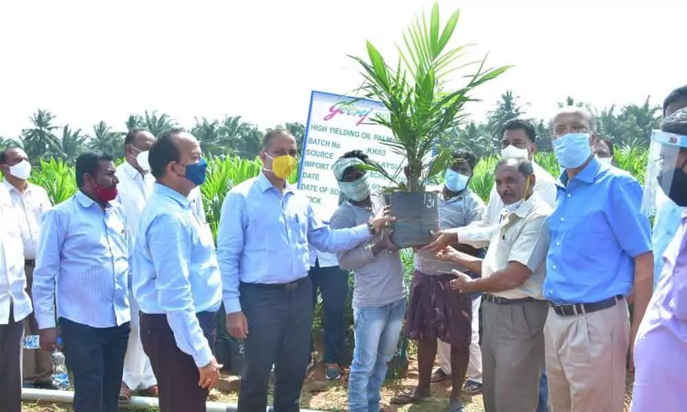 Farmers receiving high-yield oil palm saplings