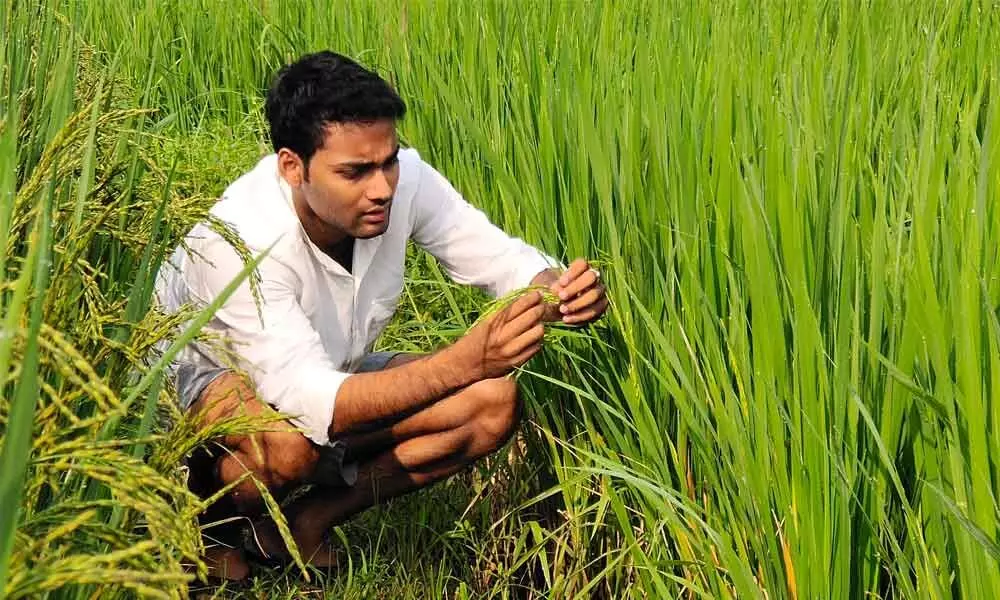 Prashanth Lagudu in his paddy field at Krishnadevipeta in Golugonda mandal of Visakhapatnam district